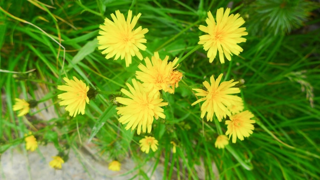 Close-up gele bloemen op de aardachtergrond