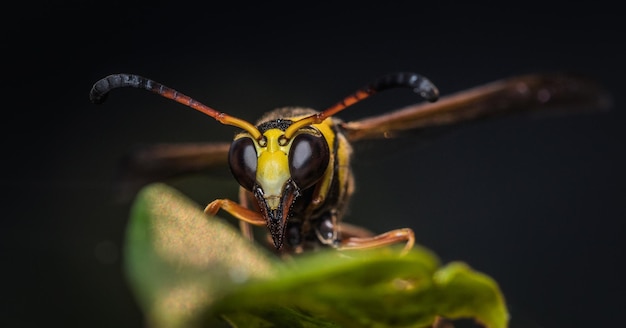 Close-up gele gestripte wesp op blad