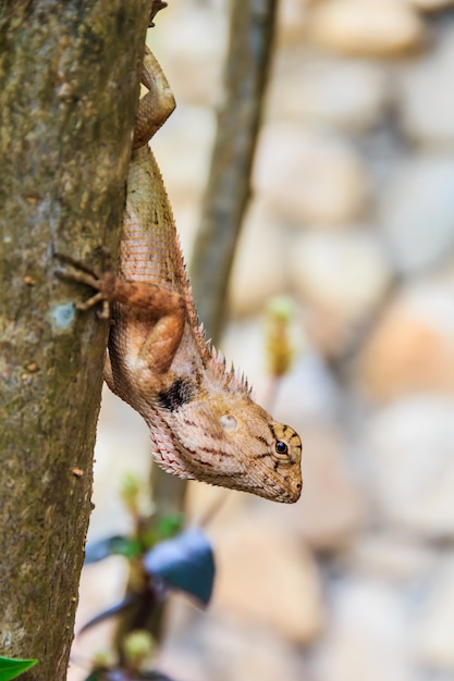 Close-up gele kuifhagedis