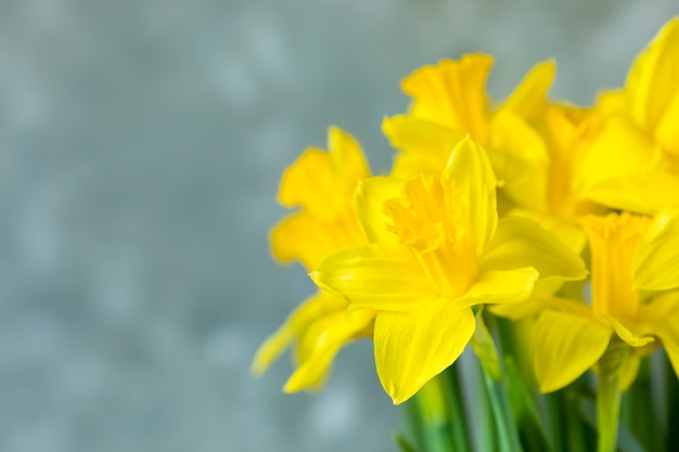 Foto close-up gele narcissen op grijze achtergrond.