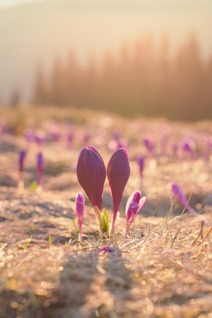 Photo close up gentle crocus flower buds in sunshine concept photo