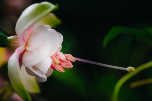 Close up of gentle pink fuchsie flower