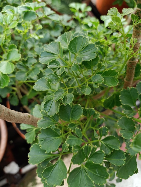 Close up of geranium aralia plant