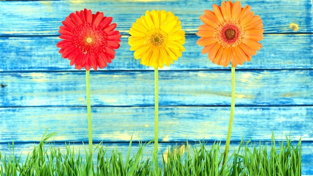 Close-up of Gerber flowers isolated on background