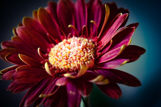 Close-up of gerbera daisy