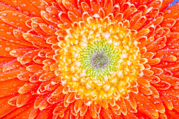 Photo close up on gerbera flower