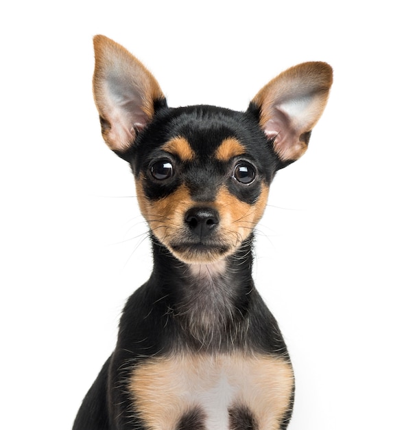 Close-up of a German Pinscher puppy, isolated on white