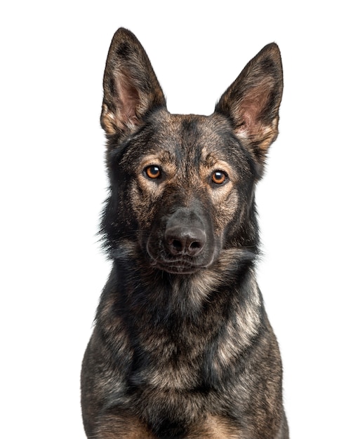 Close-up of a german Shepherd Dog, isolated on white