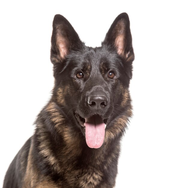 Close-up of German Shepherd Dog panting