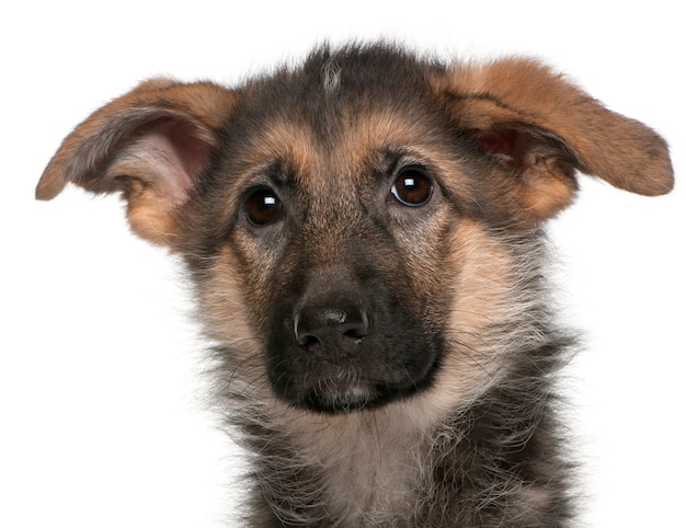 Close-up of German Shepherd puppy, 4 months old