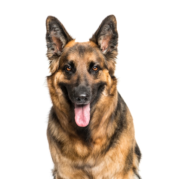 Close-up on a German Shepherd sitting and panting, isolated