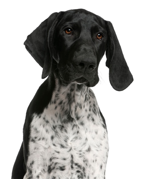 Close-up of German Shorthaired Pointer puppy, 4 months old,