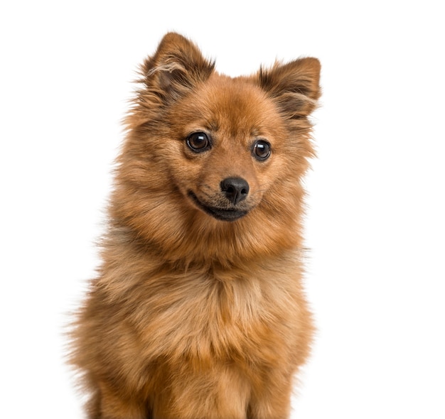 Close-up of a german Spitz puppy, isolated on white