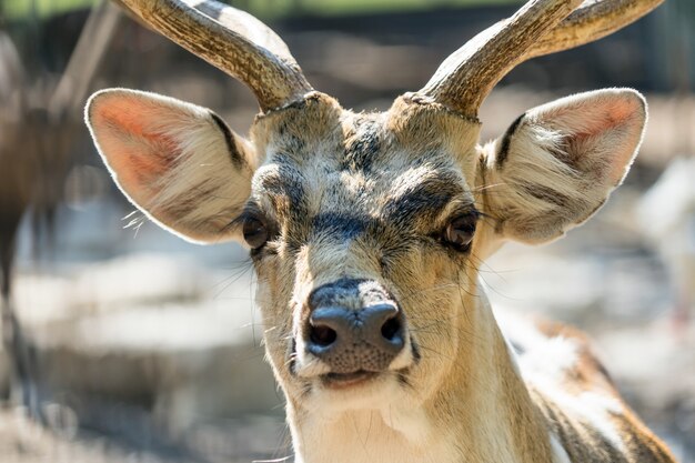 Close-up gespot Chital herten in een park Yarkon. Tel aviv, Israël.