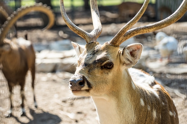 Close-up gespot Chital herten in een park Yarkon. Tel aviv, Israël.