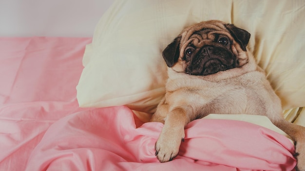 Close-up gezicht van schattige pug hondenras liggend op een hondenbed met droevige ogen geopend Huisdiervriendelijke accommodatie hond in slaap op kussens en dekbed op bed