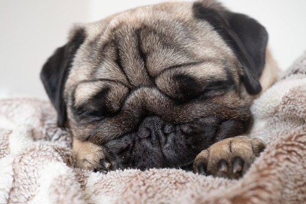 Close-up gezicht van schattige vermoeide en luie pug dog slaap op bed