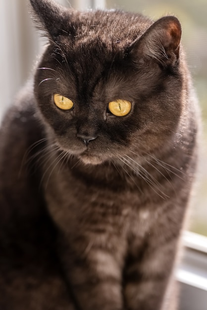 Close-up gezicht van schattige zwarte kat met gele ogen