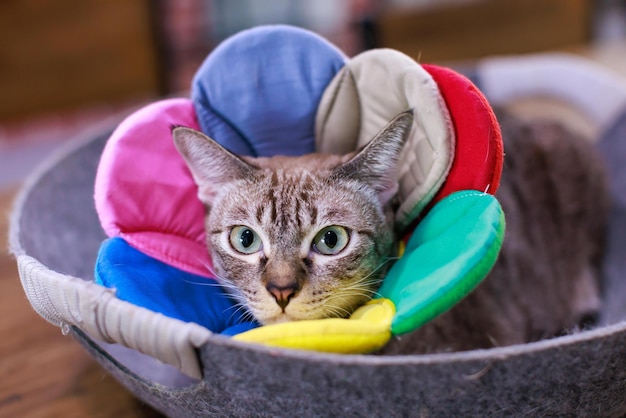 Close-up gezichtsfoto van een volwassen kleine binnenlandse gestreepte tabby kitten kortharige kat met gele groene ogen die een kleurrijke modieuze bloemkraag draagt en in bed ligt