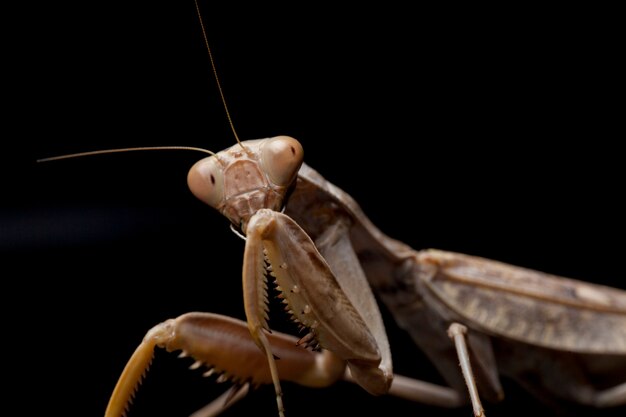 巨大なアジアの茶色のカマキリのクローズアップ