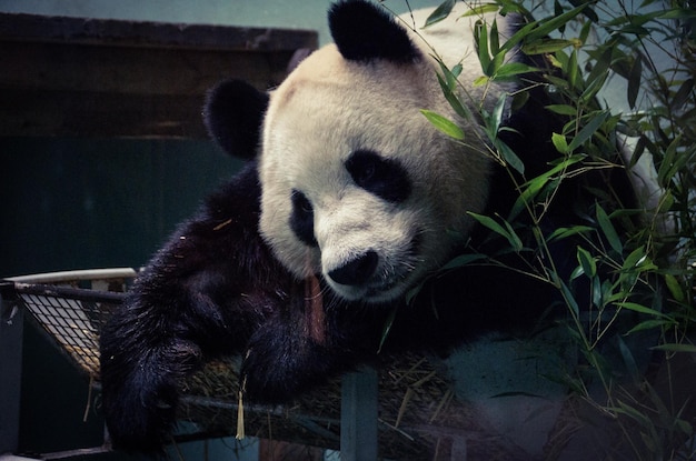 Foto prossimo piano del panda gigante