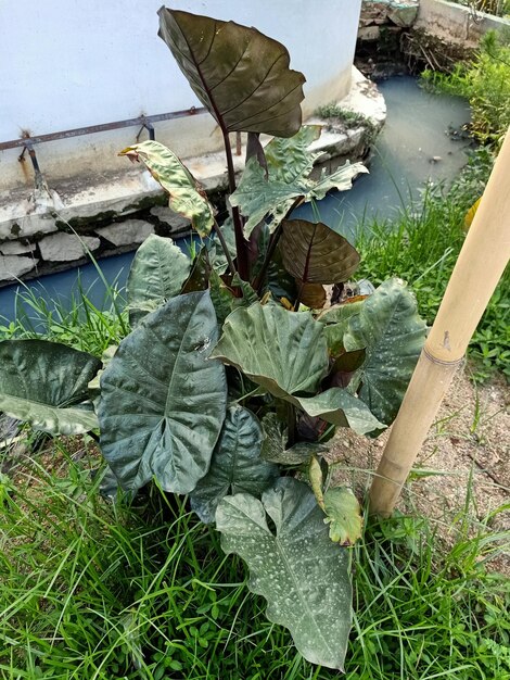 Photo close up of giant taro plant