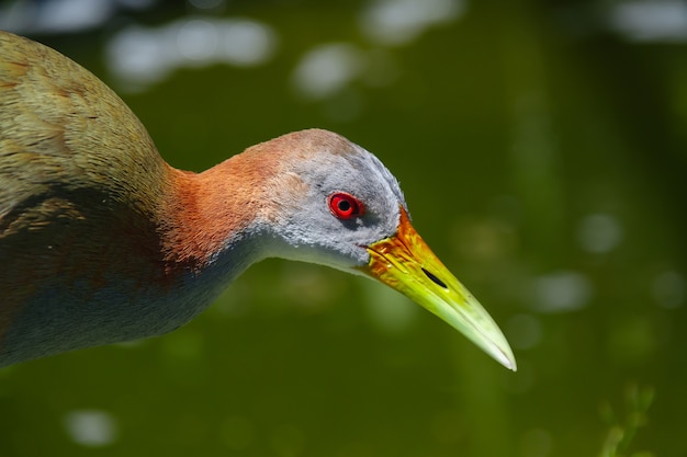 Close-up of a Giant Wood-Rail ,aramides ypecaha, Ibera Marshes,