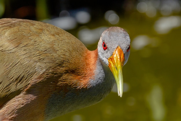 Крупный план гигантского деревянного рельса, aramides ypecaha, Ibera Marshes