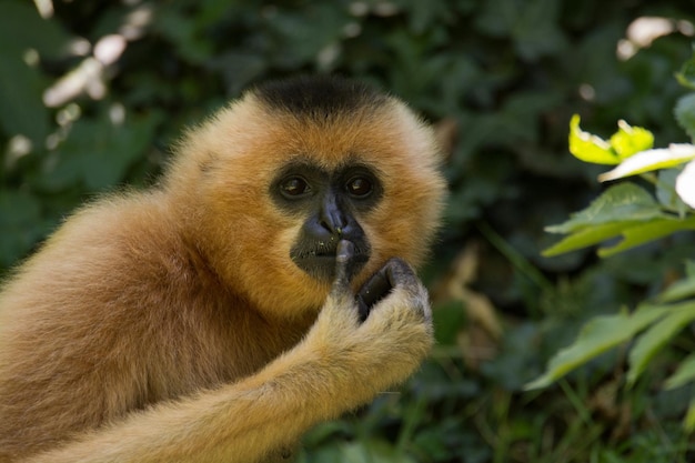 動物園 の ギボン の クローズアップ