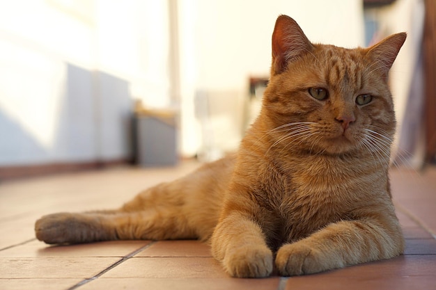 Photo close-up of ginger cat lying on floor