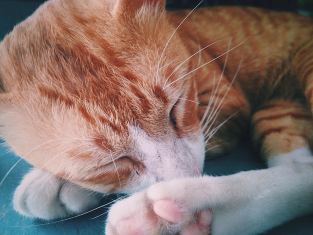 椅子で眠っている赤い猫のクローズアップ