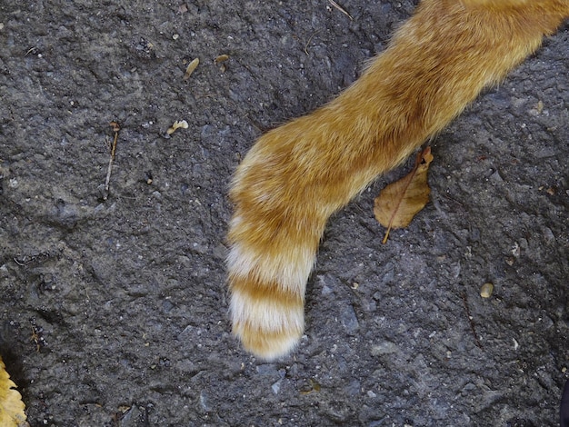 道路上の赤い猫の尾のクローズアップ