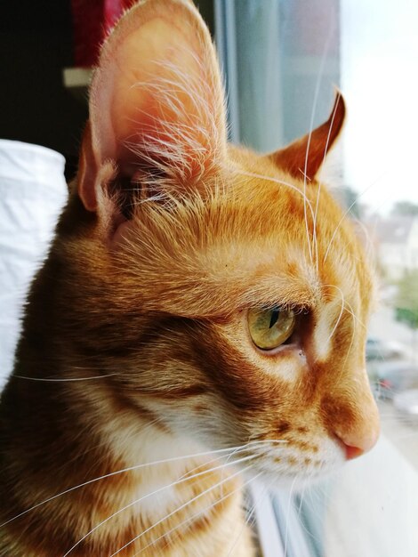 Close-up of ginger cat