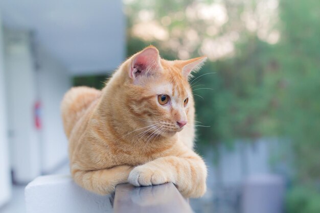 Close-up of ginger cat