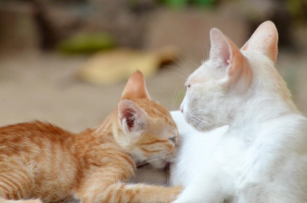 赤い猫のクローズアップ