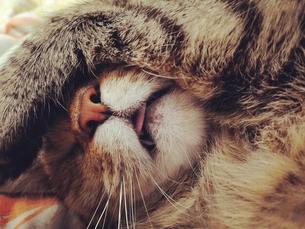 Photo close-up of ginger cat