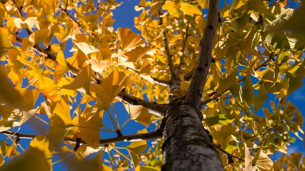 イチョウのクローズアップビロバ黄色の葉陰興の木の新鮮で活気のある葉自然の葉の背景中国原産の乙女の髪の木は、伝統医学でさまざまな用途があります