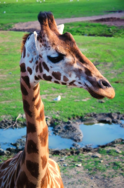 Photo close-up of a girafe