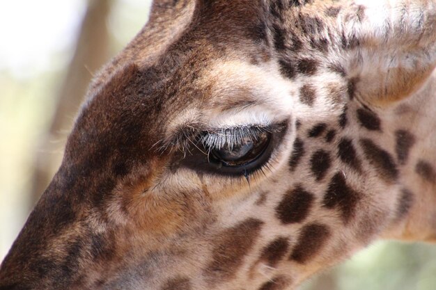 Foto prossimo piano di una giraffa