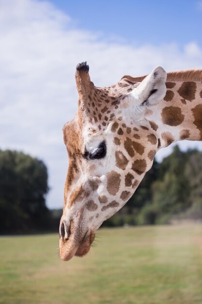 Close-up of giraffe against sky