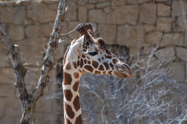 Foto close-up di una giraffa contro un muro di pietra nello zoo