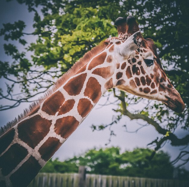 Close-up of giraffe against trees