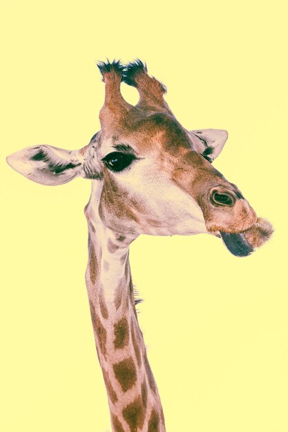 Photo close-up of giraffe against yellow background