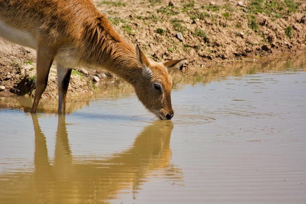 Foto prossimo piano di una giraffa che beve acqua
