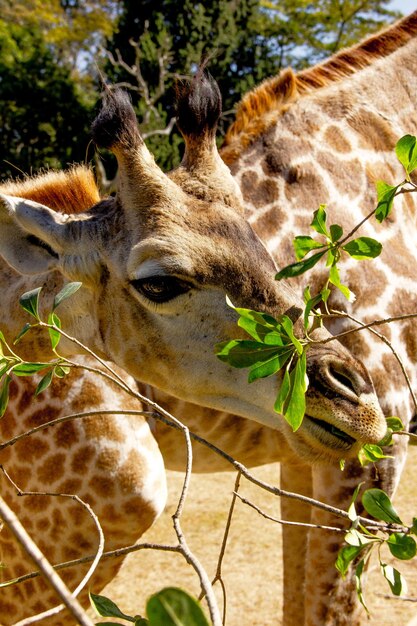 Foto close-up di una giraffa che mangia ramoscelli