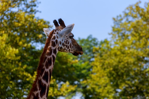 Close-up of a giraffe in front of some green trees, as if to say