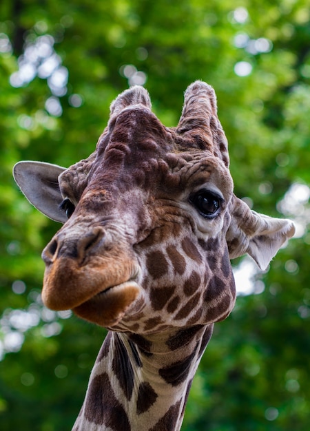 Close-up of a giraffe in front of some green trees