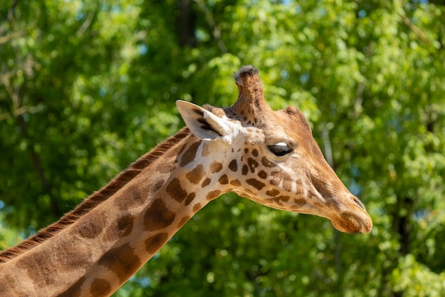 Close-up of a giraffe in front of some green trees