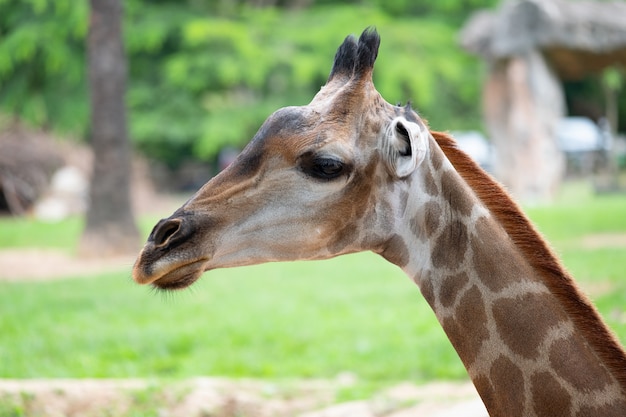 Close-up of a giraffe in front of some green trees