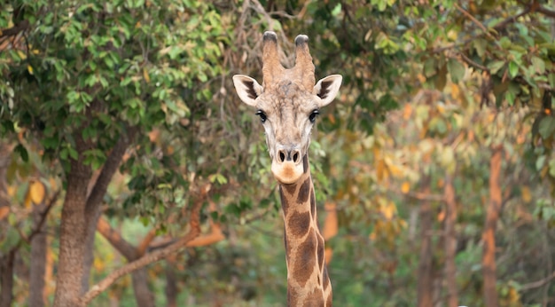 Close up of a giraffe head